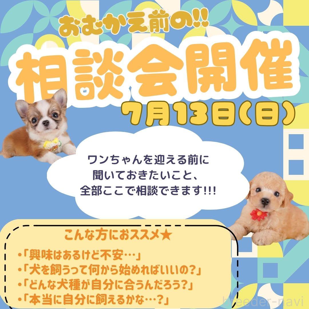 販売中の神奈川県のチワワ(ロングコート)-396843の3枚目